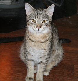 Brownie