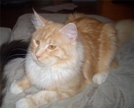Garfield