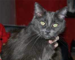 Ivanhoe