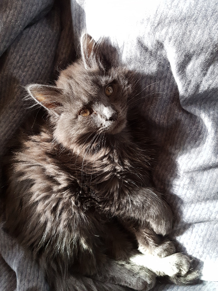 Kasimir