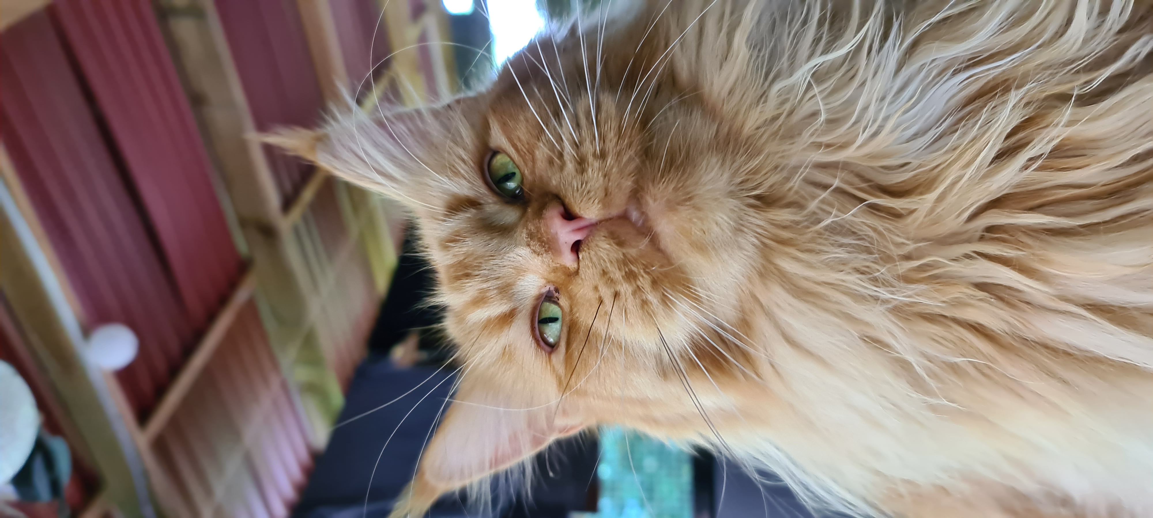 Linus