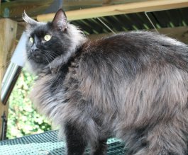 Merlin